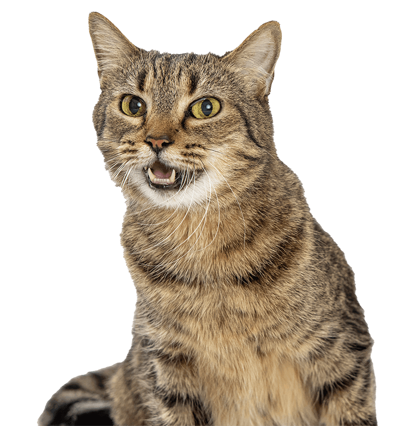 dental-care-petsmart-veterinary-services-alpharetta