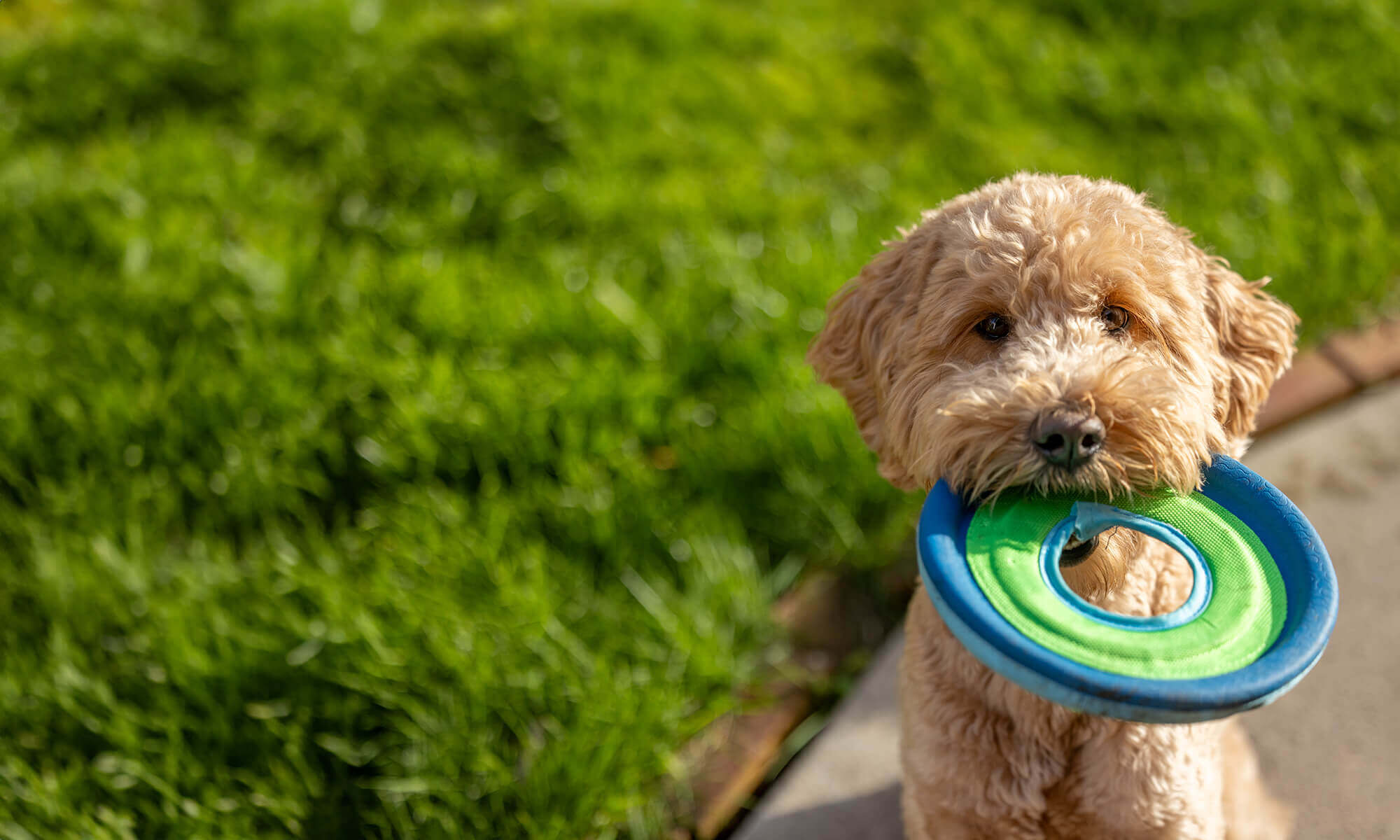 Home Alpharetta GA PetSmart Veterinary Services Alpharetta